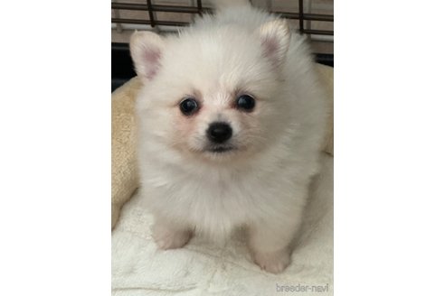 成約済の埼玉県のミックス犬-320307の1枚目