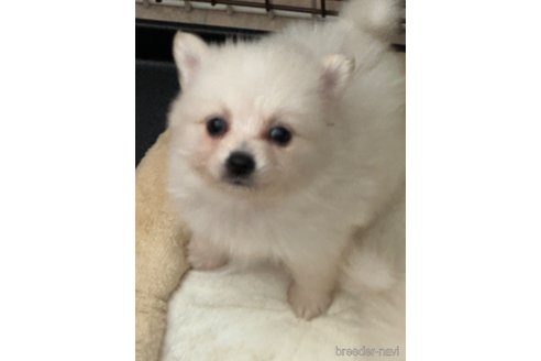 成約済の埼玉県のミックス犬-320307の6枚目