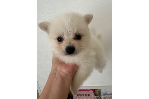 成約済の埼玉県のミックス犬-320307の7枚目