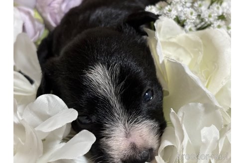 成約済の千葉県のミックス犬-318414の4枚目