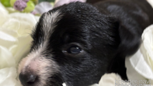 成約済の千葉県のミックス犬-318414の3枚目