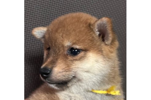 成約済の福岡県の豆柴-320333の4枚目