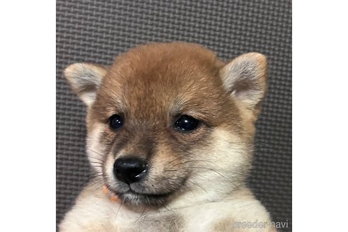 成約済の福岡県の豆柴-320338の3枚目