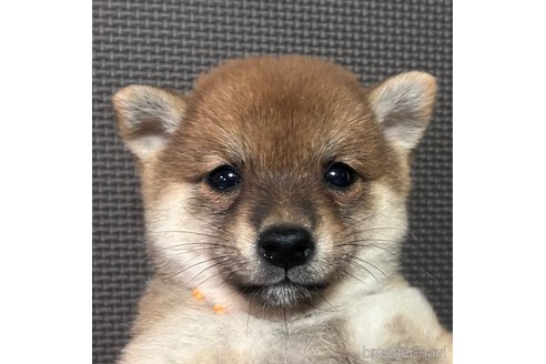成約済の福岡県の豆柴-320338の1枚目