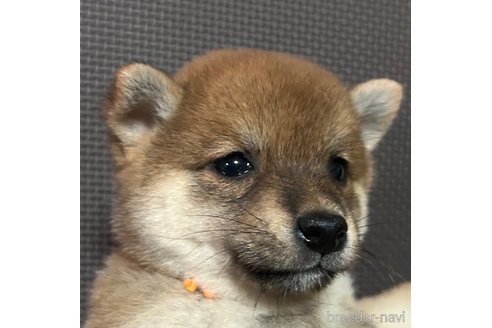 成約済の福岡県の豆柴-320338の6枚目