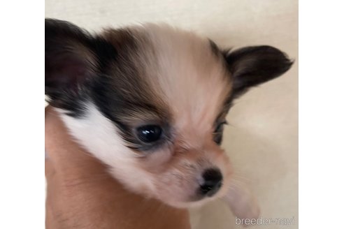 成約済の岡山県のパピヨン-312038の2枚目