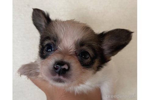成約済の岡山県のパピヨン-312041の1枚目