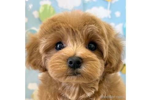 成約済の愛知県のマルプー:マルチーズ×トイプードル-319368の1枚目