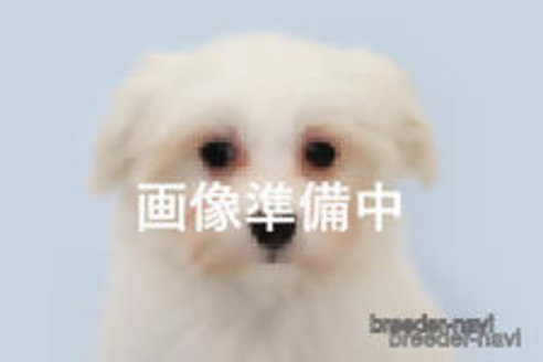 成約済の神奈川県のマルチーズ-320379の1枚目