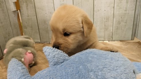 成約済の熊本県のゴールデンレトリーバー-317987の15枚目