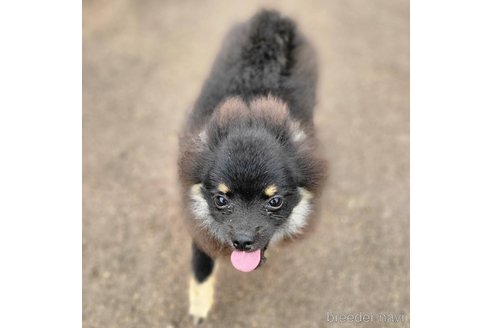 成約済の茨城県のポメラニアン-299648の25枚目