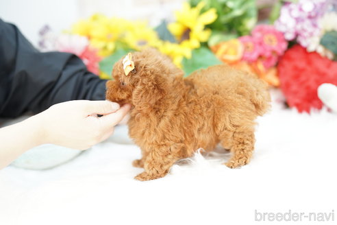 成約済の埼玉県のトイプードル-320399の4枚目