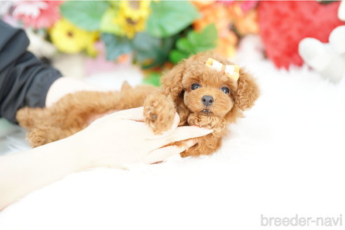 成約済の埼玉県のトイプードル-320399の3枚目