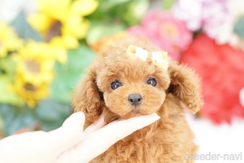 成約済の埼玉県のトイプードル-320399の2枚目