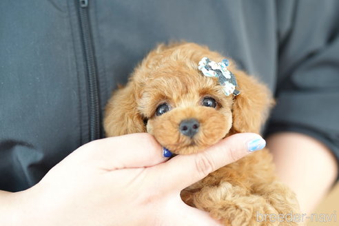 成約済の埼玉県のトイプードル-320402の3枚目