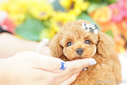 成約済の埼玉県のトイプードル-320402の2枚目