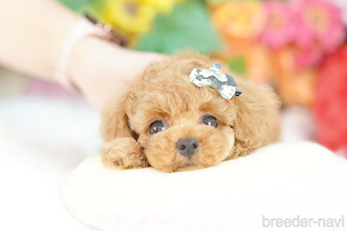 成約済の埼玉県のトイプードル-320402