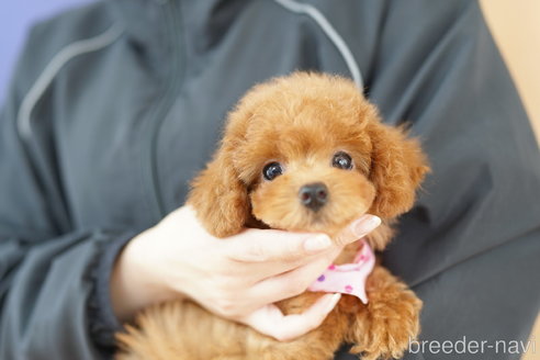 成約済の埼玉県のトイプードル-320403の3枚目