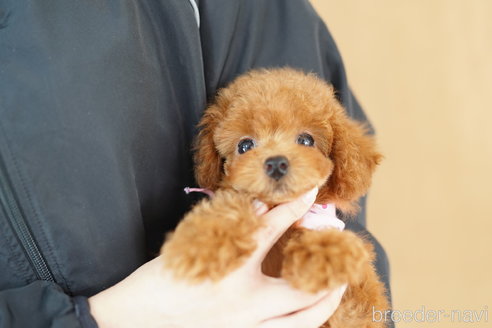 成約済の埼玉県のトイプードル-320403の2枚目