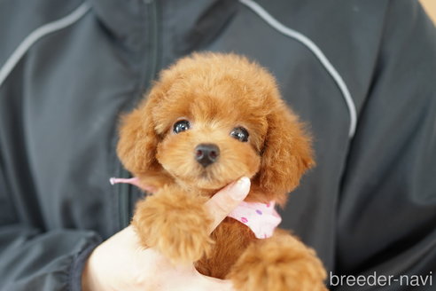 成約済の埼玉県のトイプードル-320403