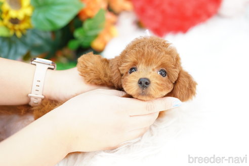 成約済の埼玉県のトイプードル-320405の4枚目