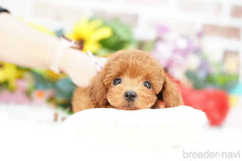 成約済の埼玉県のトイプードル-320405の3枚目