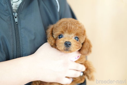 成約済の埼玉県のトイプードル-320405の2枚目