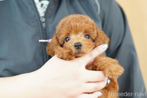 成約済の埼玉県のトイプードル-320405の1枚目