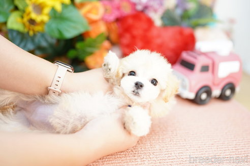 成約済の埼玉県のマルプー:マルチーズ×トイプードル-320408の4枚目