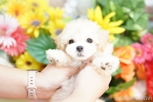 成約済の埼玉県のマルプー:マルチーズ×トイプードル-320408の3枚目