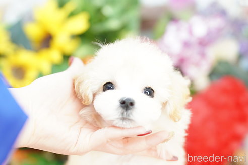 成約済の埼玉県のマルプー:マルチーズ×トイプードル-320408の2枚目