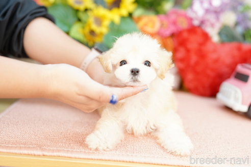 成約済の埼玉県のマルプー:マルチーズ×トイプードル-320408の1枚目