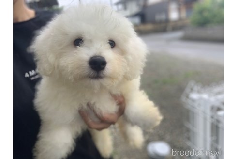 成約済の滋賀県のビションフリーゼ-307130の2枚目