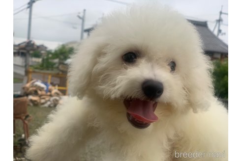 成約済の滋賀県のビションフリーゼ-307130の3枚目
