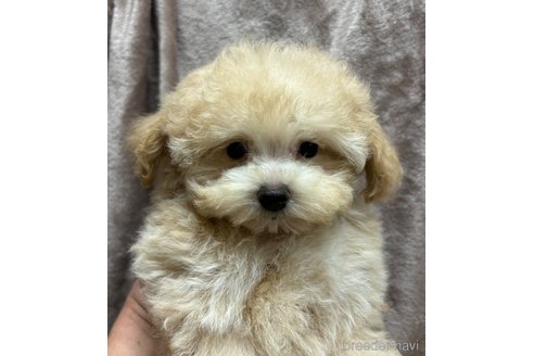 成約済の鹿児島県のマルプー:マルチーズ×トイプードル-320442の4枚目