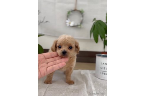 成約済の福岡県のミックス犬-320448の5枚目