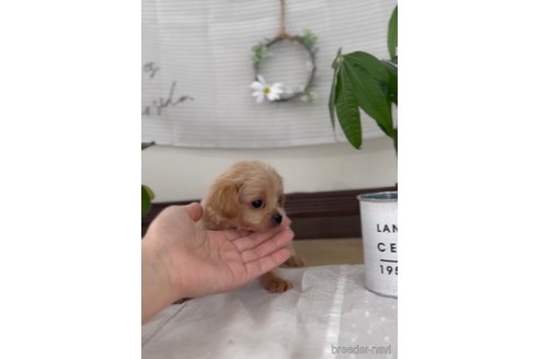 成約済の福岡県のミックス犬-320448の4枚目