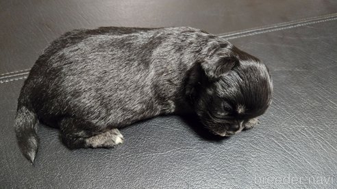 成約済の滋賀県のチワワ(ロングコート)-320460の24枚目