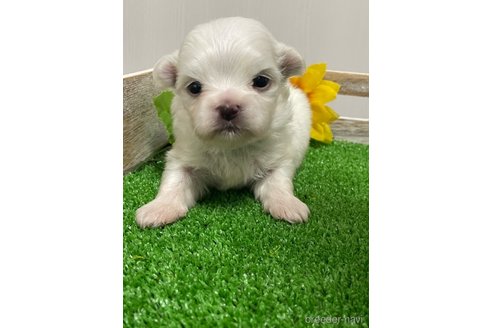 成約済の滋賀県のマルチーズ-319558の27枚目