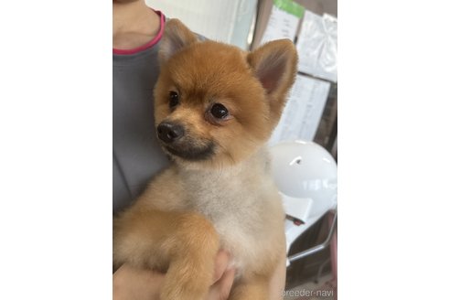 ミントくん1枚目