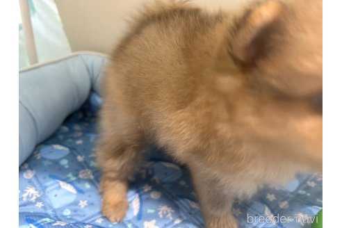成約済の栃木県のポメラニアン-320501の3枚目