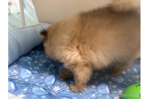 成約済の栃木県のポメラニアン-320501の4枚目