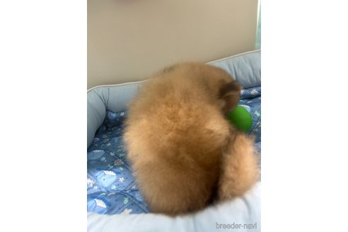 成約済の栃木県のポメラニアン-320501の5枚目