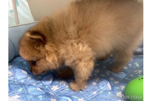 成約済の栃木県のポメラニアン-320501の6枚目