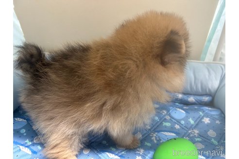 成約済の栃木県のポメラニアン-320502の4枚目
