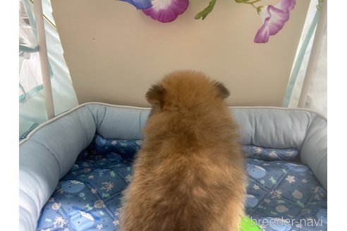 成約済の栃木県のポメラニアン-320502の2枚目