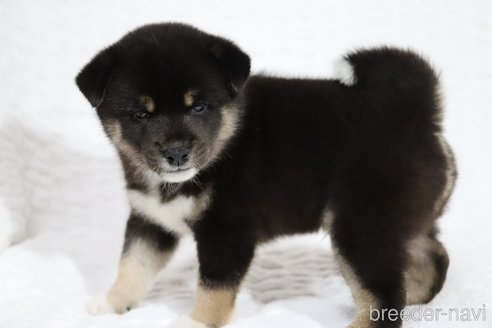 成約済の滋賀県の柴犬-320522の6枚目