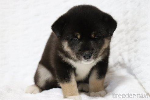 成約済の滋賀県の柴犬-320522の5枚目