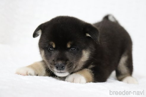 成約済の滋賀県の柴犬-320522の4枚目