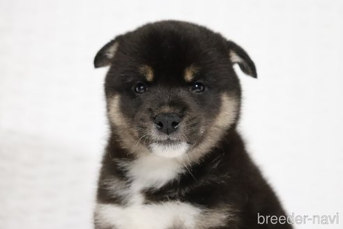 成約済の滋賀県の柴犬-320522の3枚目